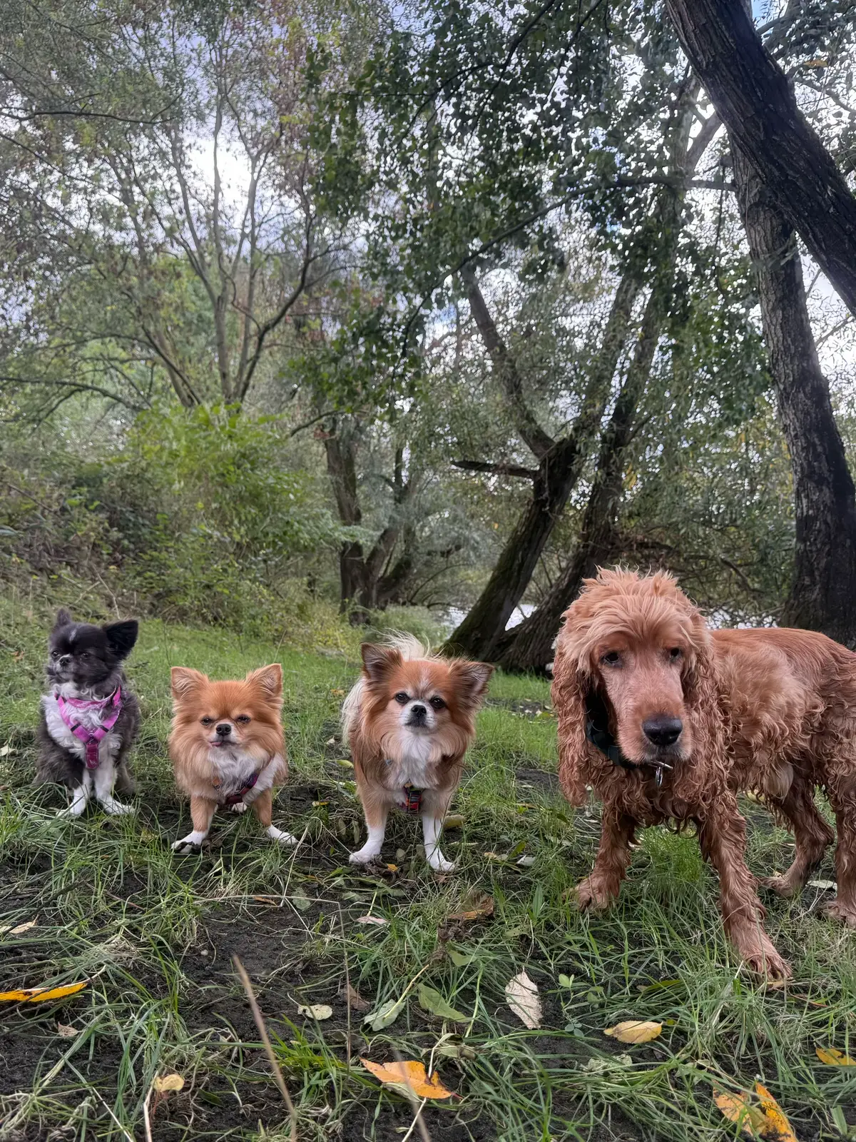 @DogWalk78
