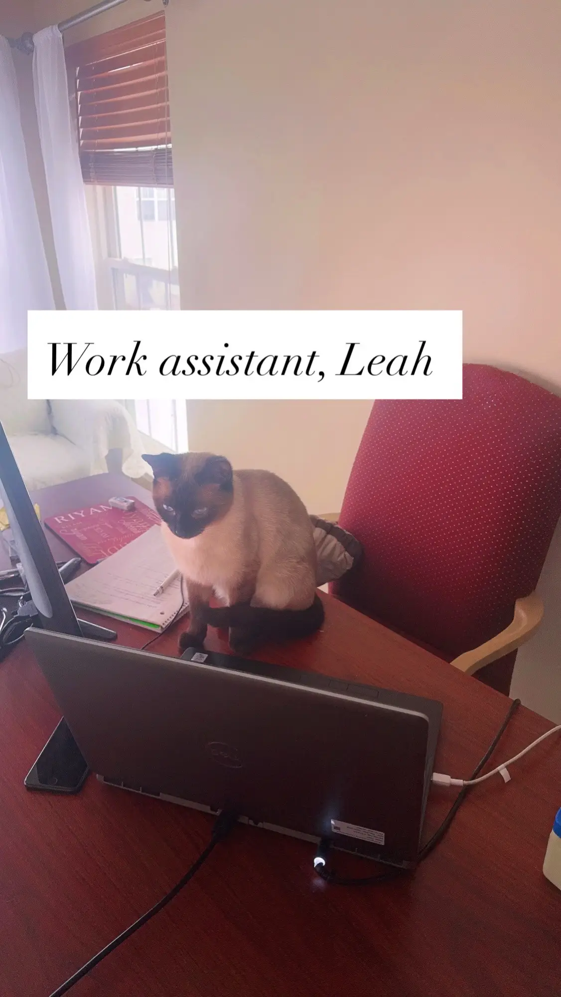 @Sealpoint Leah
