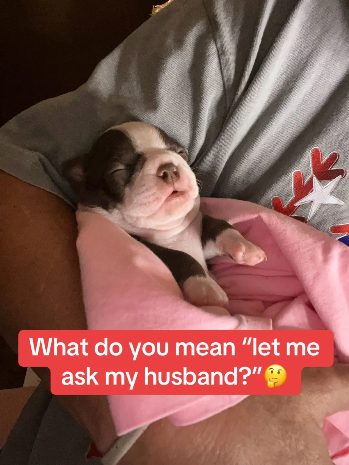 @SE Boston Terriers