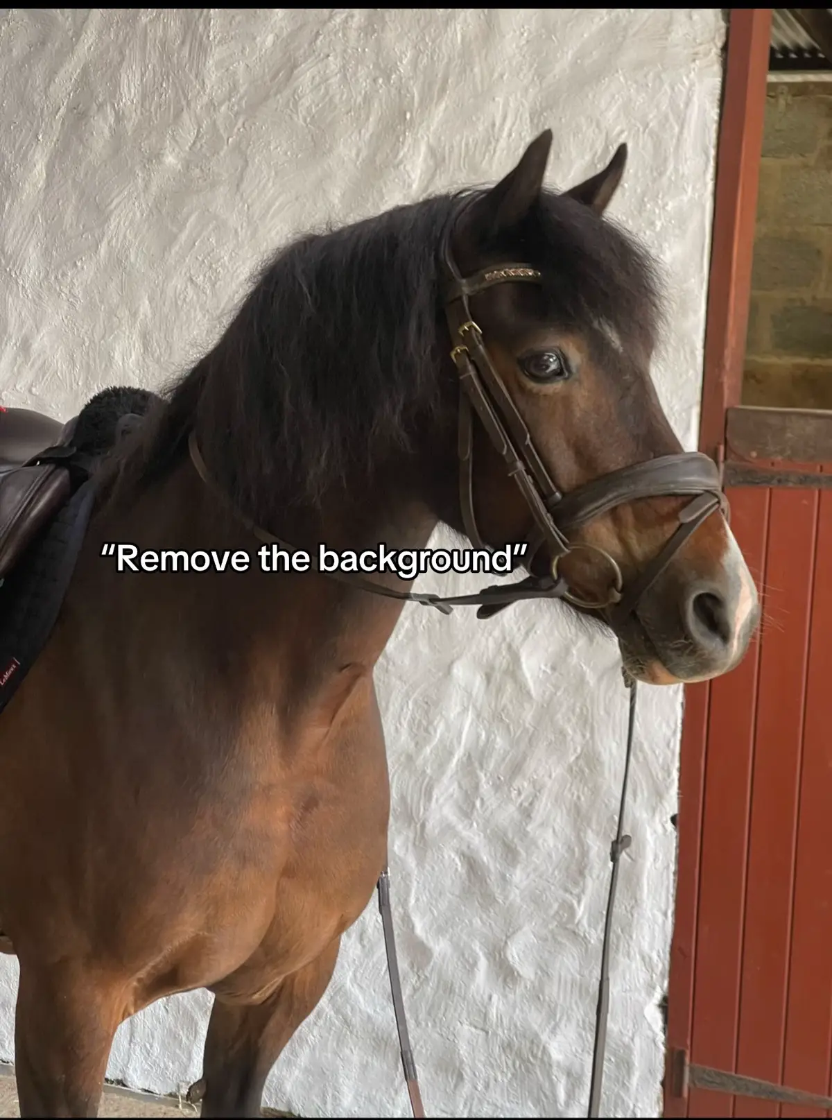@amelia_showjumping2