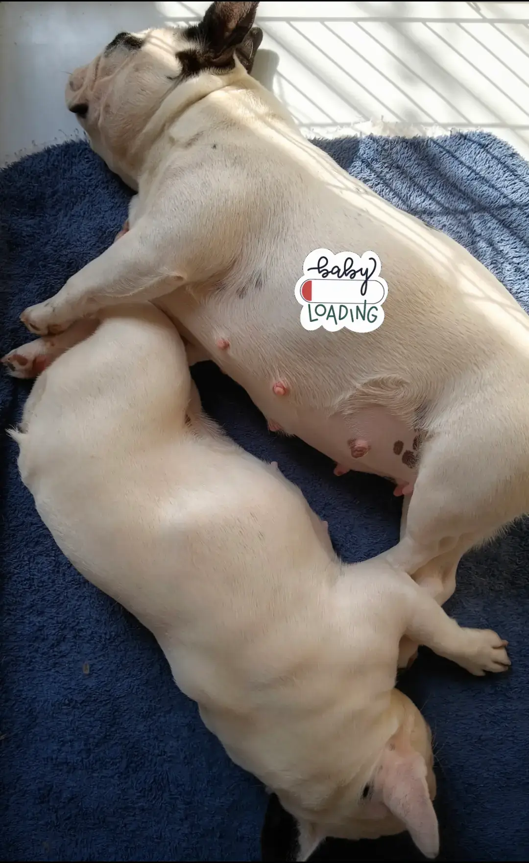 @Bosphorus Bulls French Bulldog