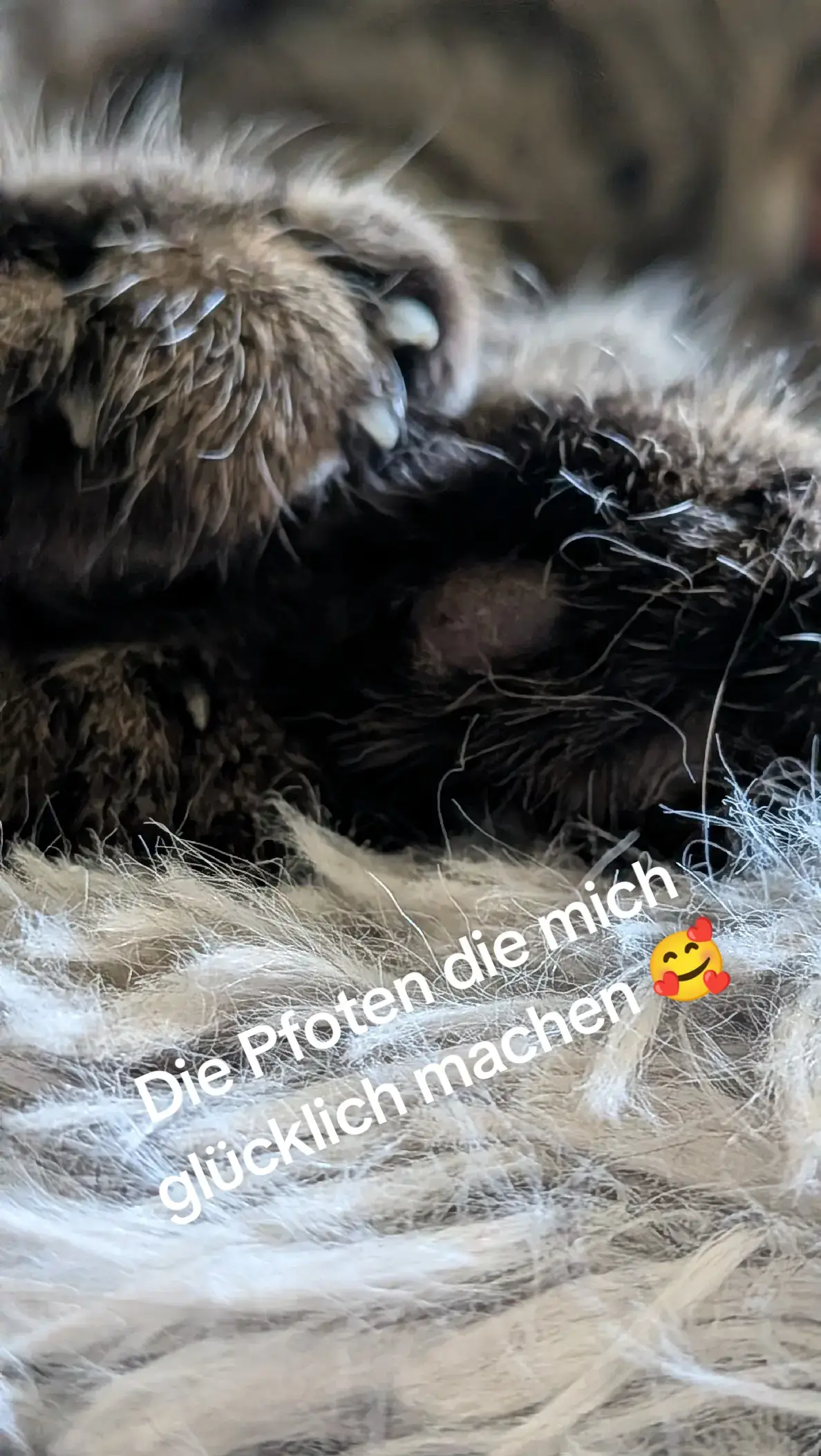@😻Katrin&Odin 😻Modi Muddi 😻