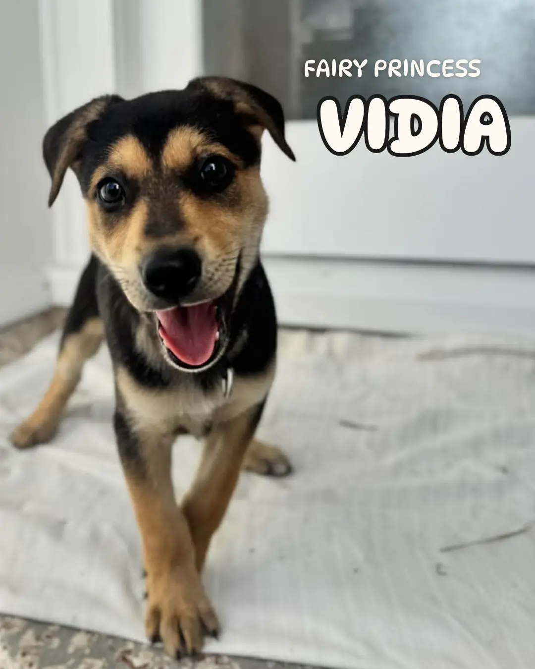 @Auckland Puppy Rescue