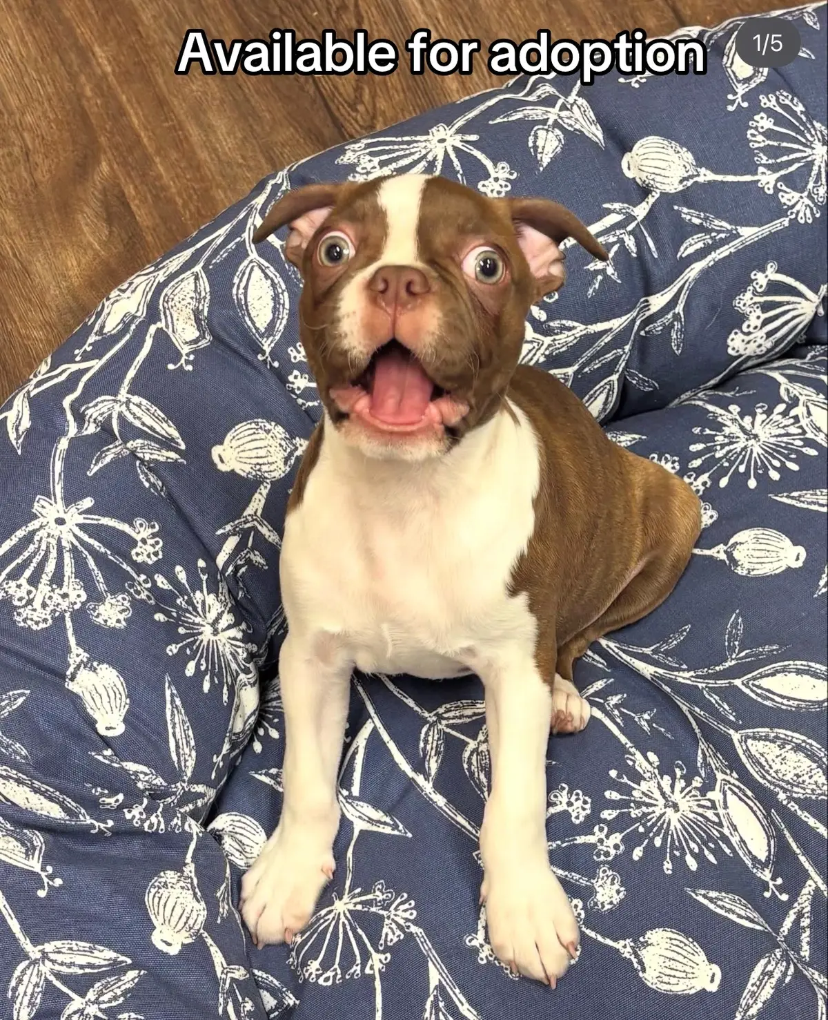 @Boston terriers puppies