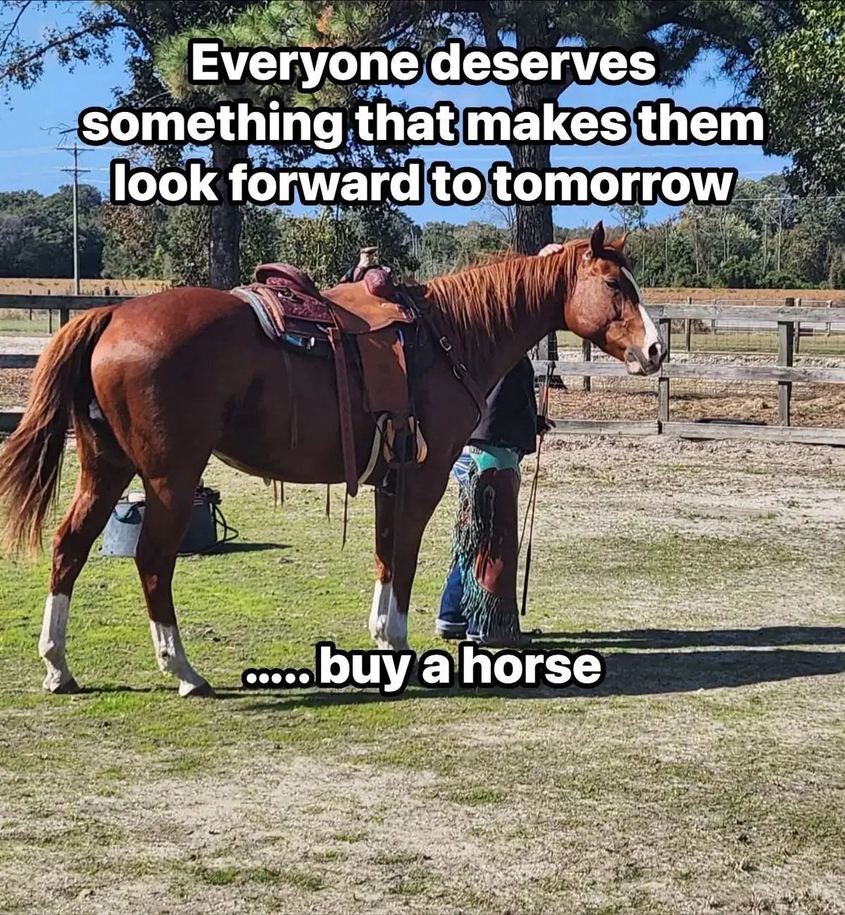 @Horselife