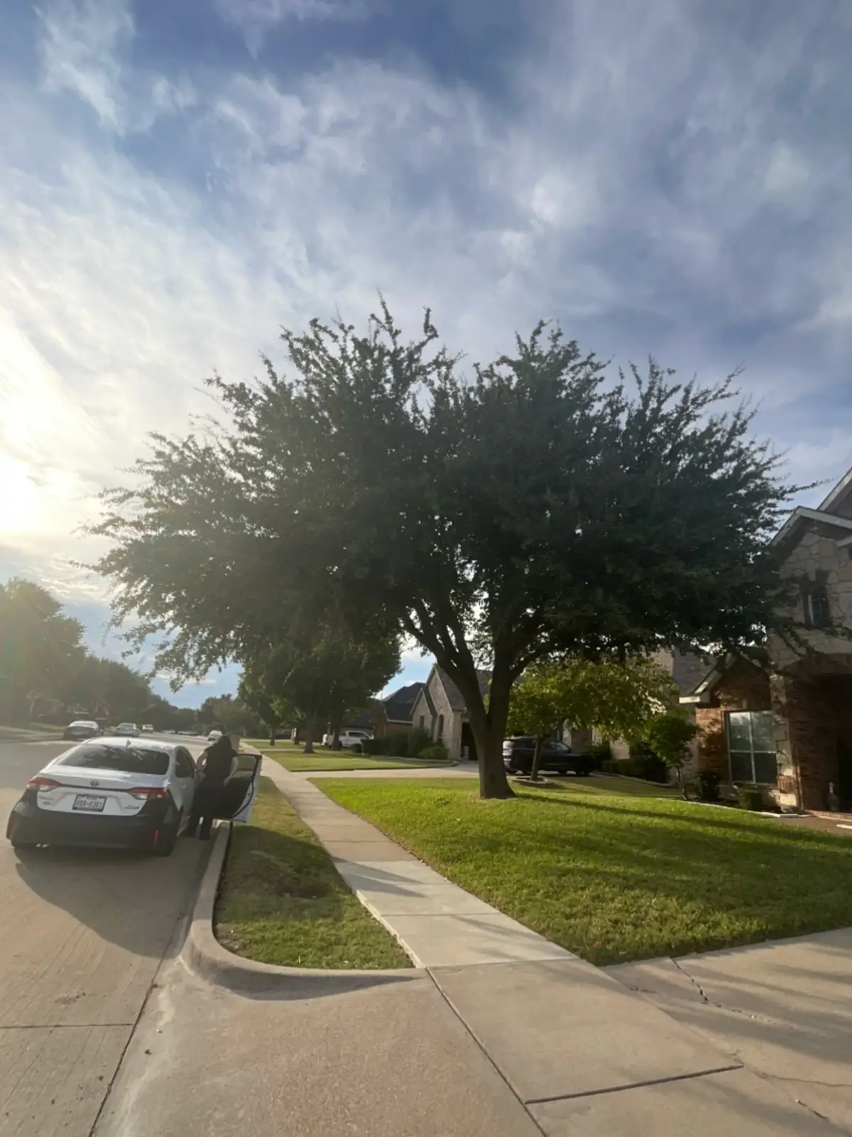 @Live Oak Tree Service