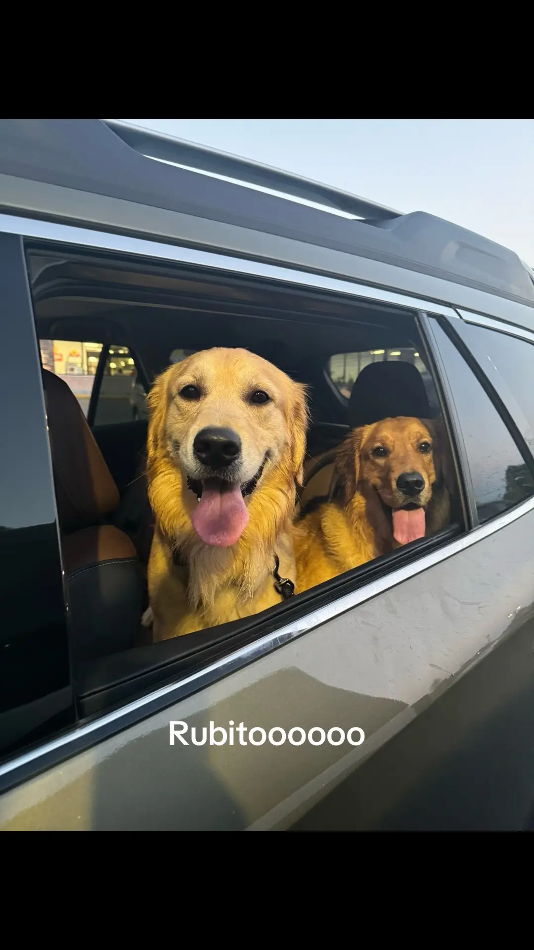 @Thebestgoldenlife