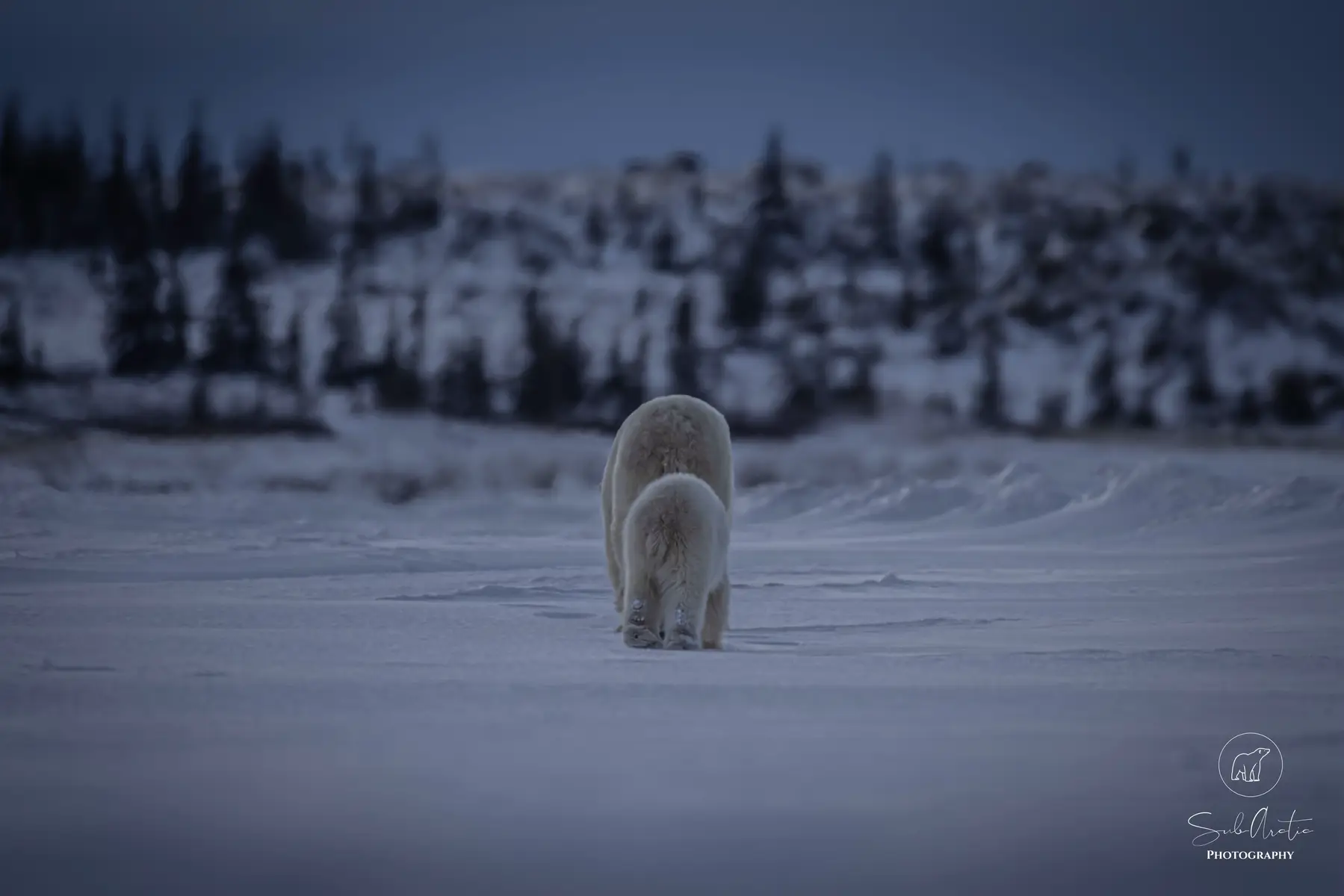 @leroypolarbear