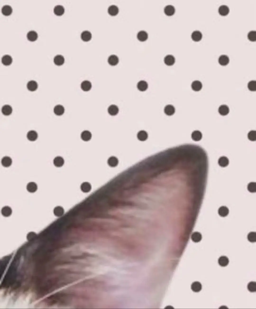 @ʕ . : ~ 𝘤𝘩𝘦𝘳𝘳𝘺 !