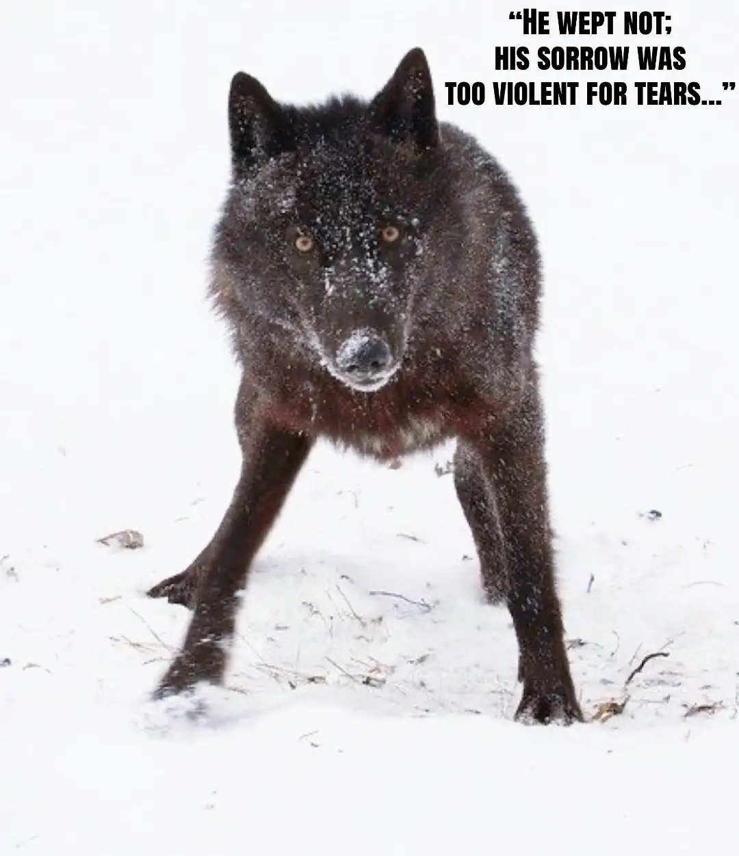 @🪬Conscious_LoneWolf🐺