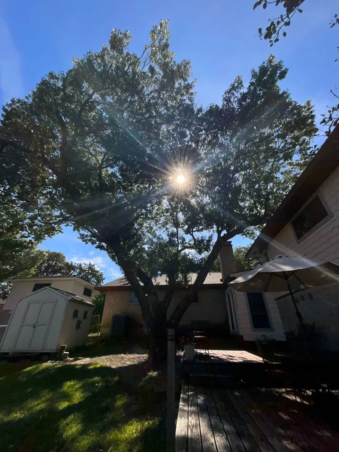 @Live Oak Tree Service