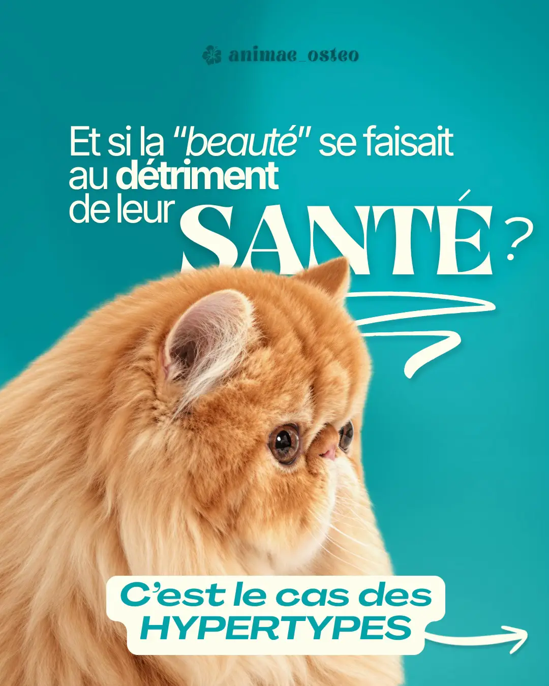 @Animae Ostéo
