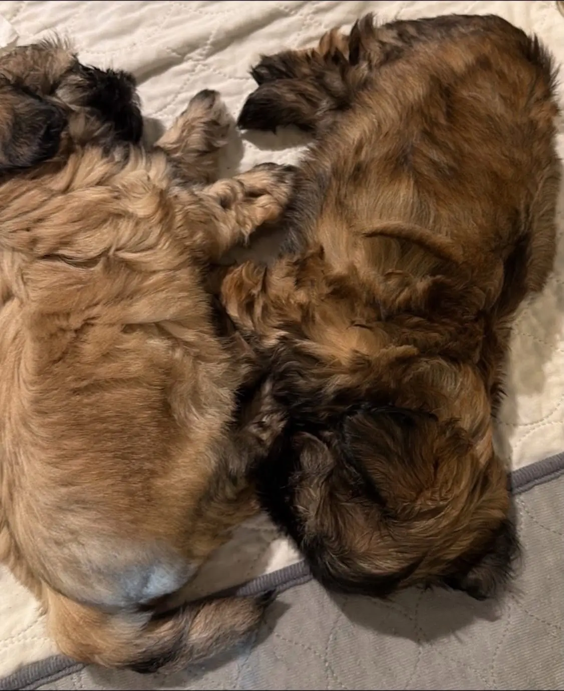 @Twilight Shih Tzu