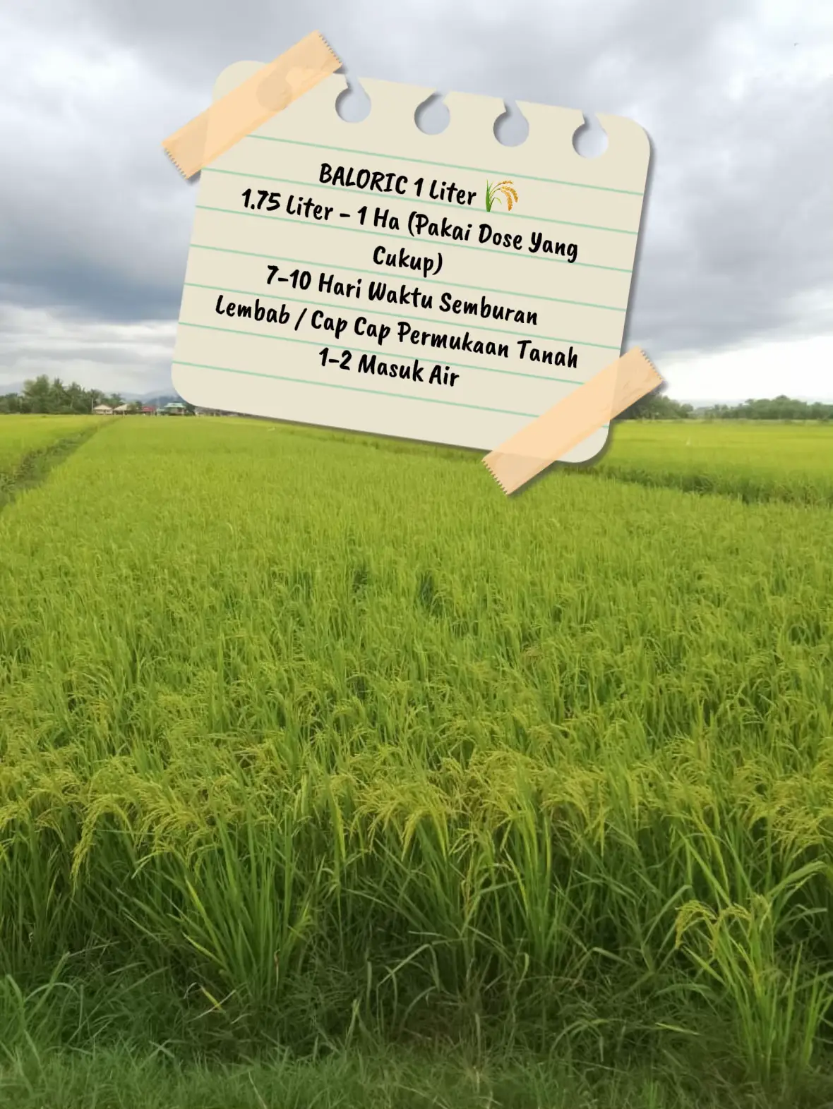 @CY Agriculture