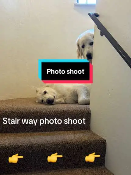 @PyreneesDogs