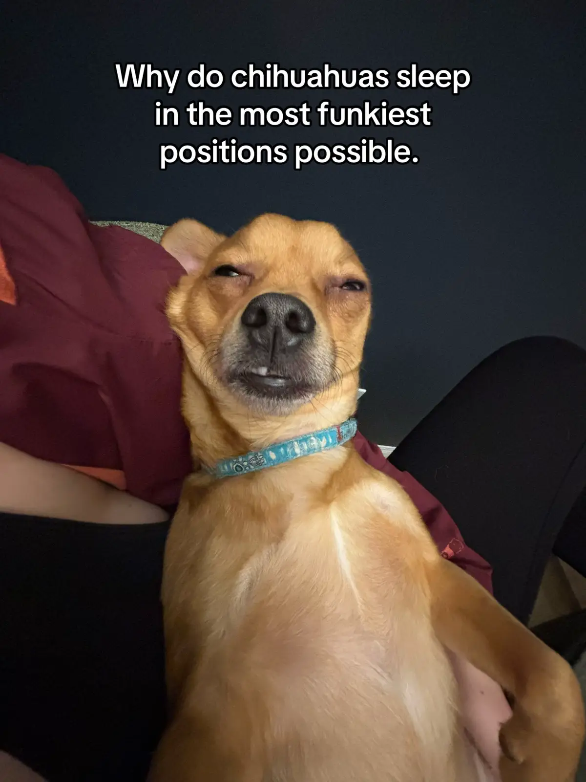 @🪿💨