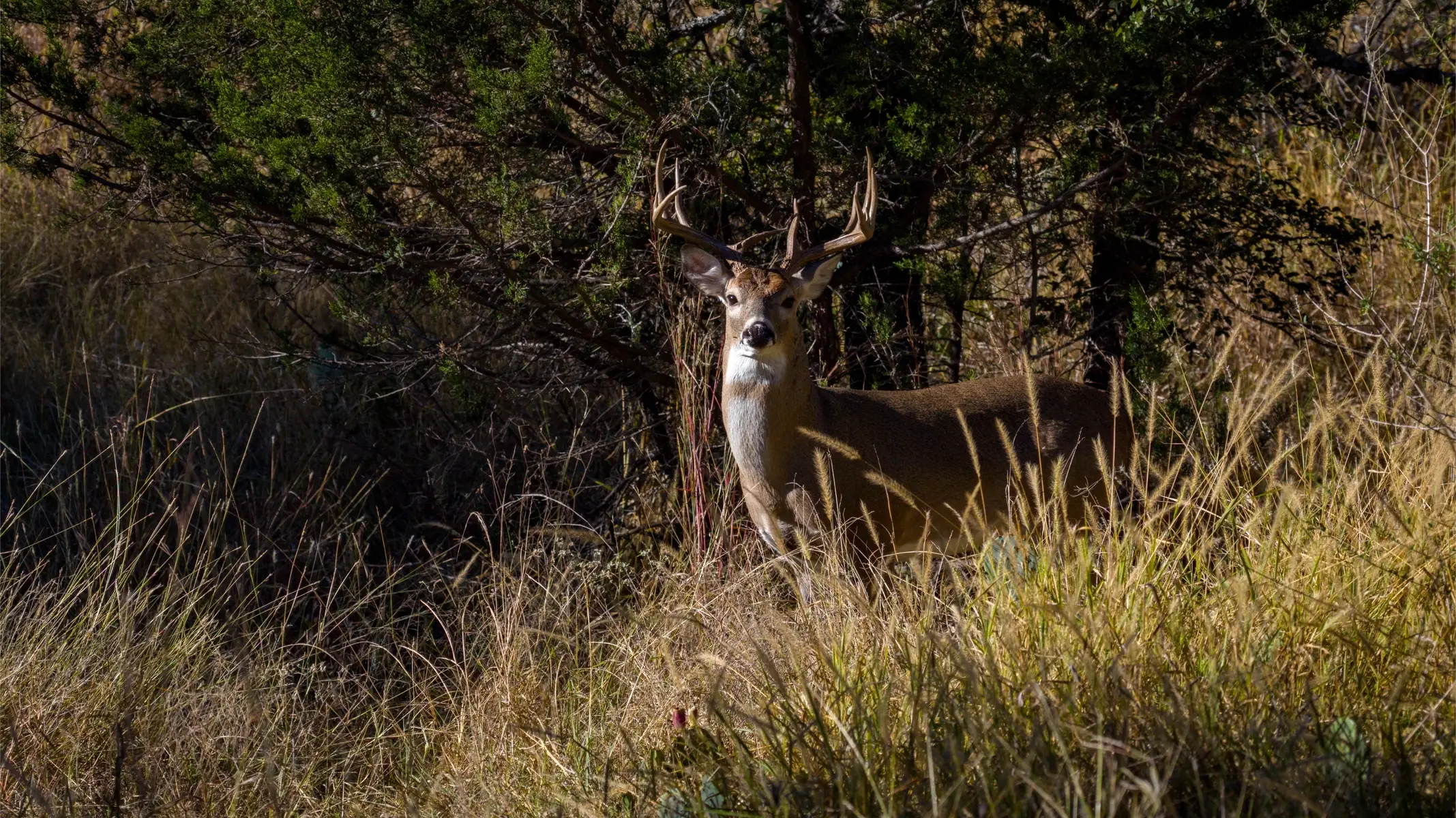 @TX Land & Wildlife