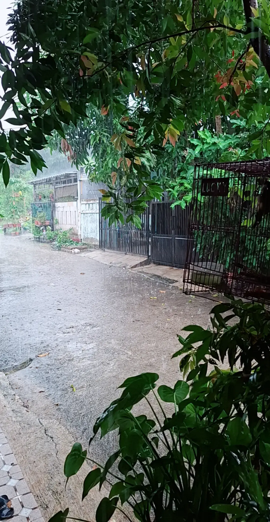 @Mamahnya Razzan