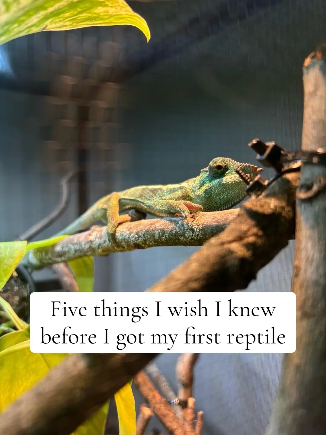 @Megan 🦎 🐈