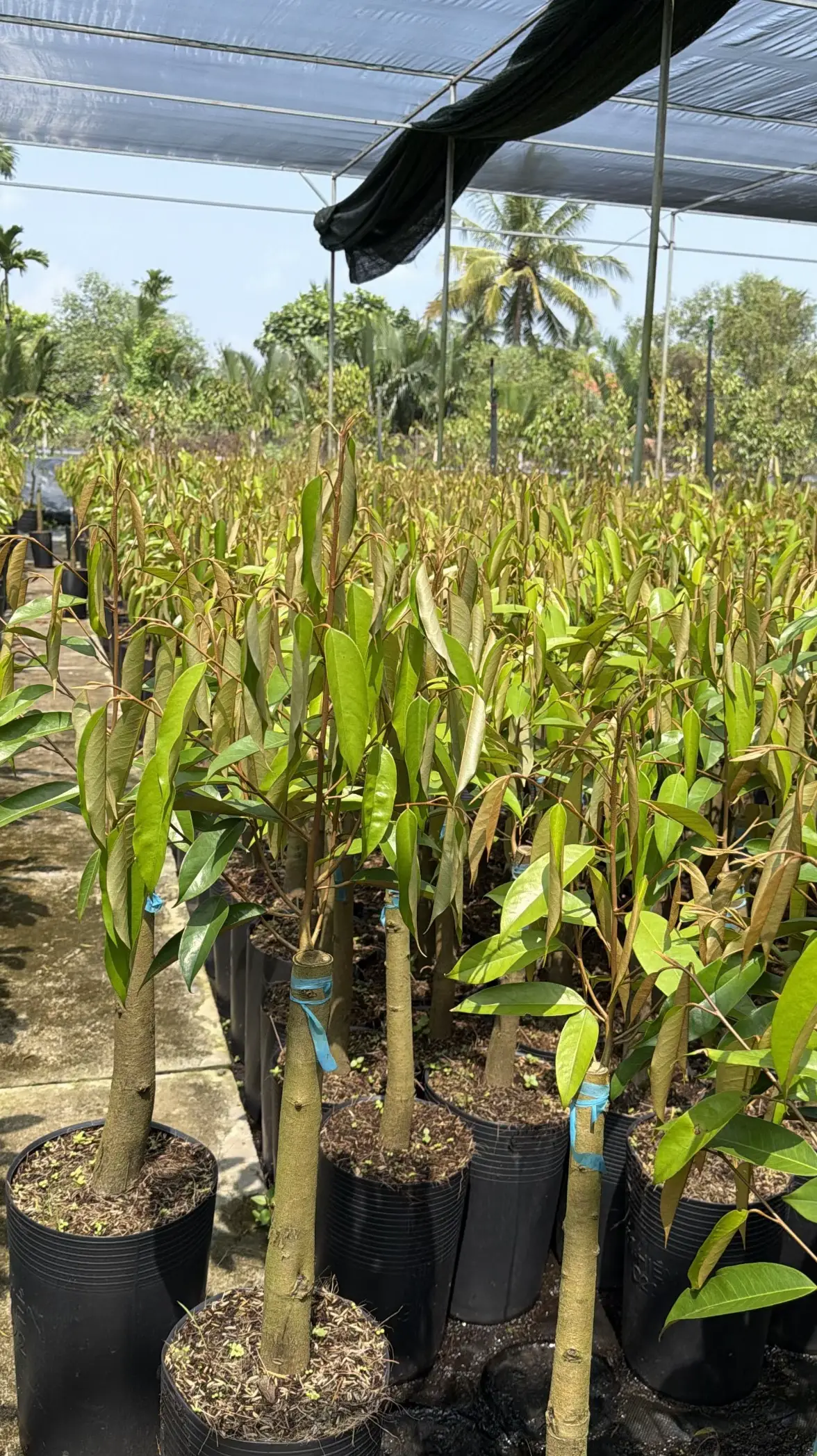 @Hùng Chương STCG Welofarm