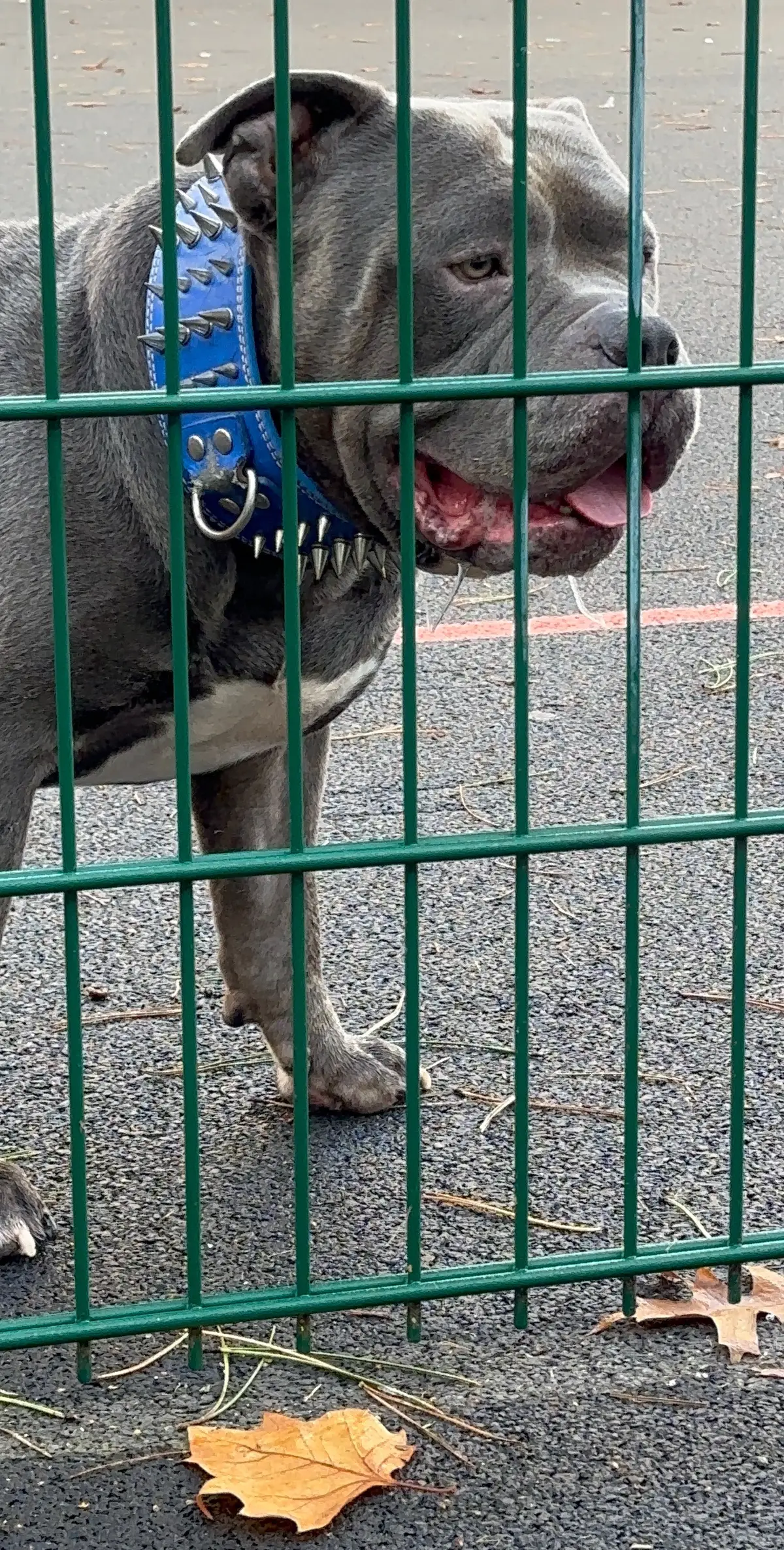 @GordiTheBully