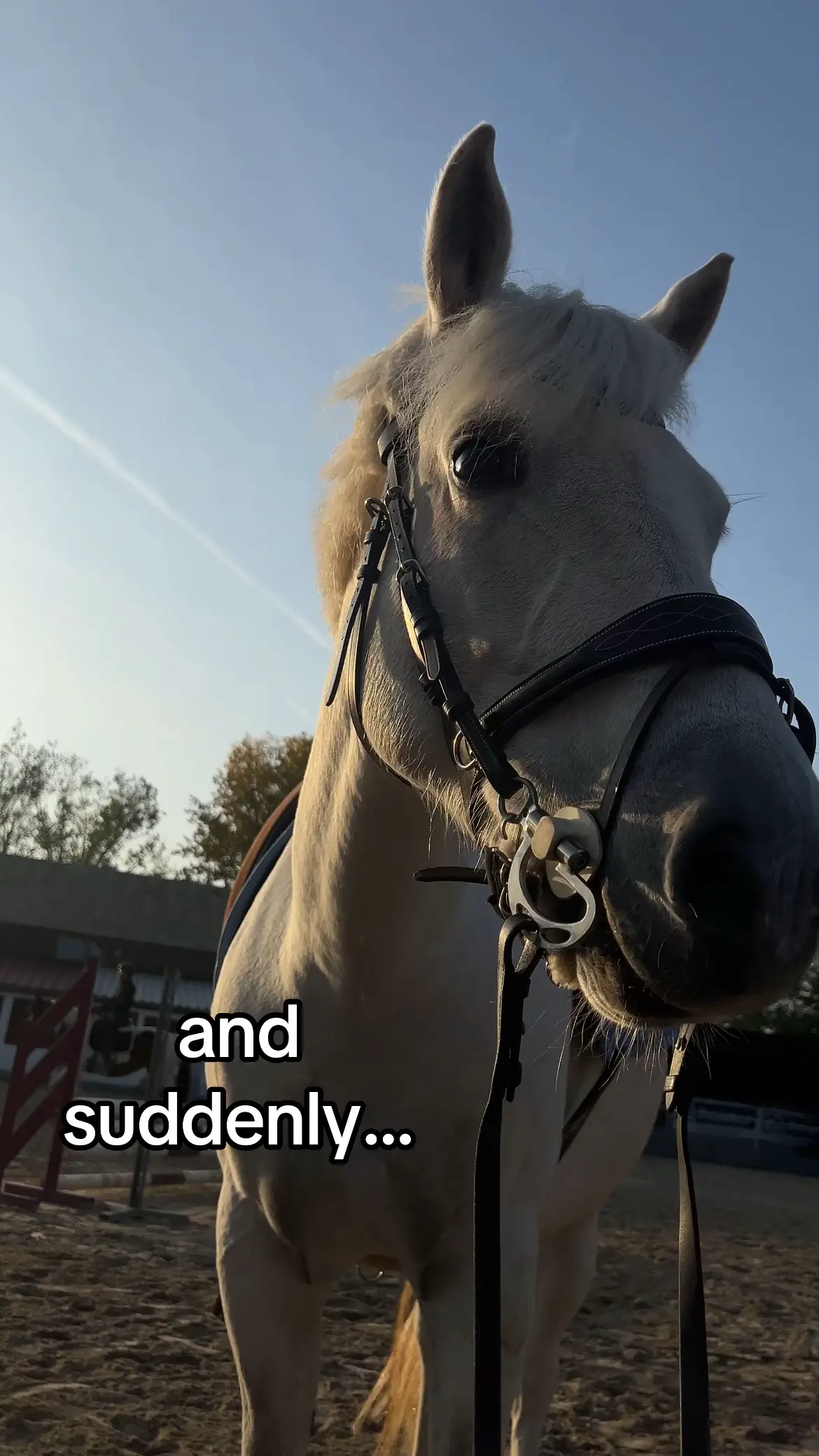 @SchimmelponyParadise