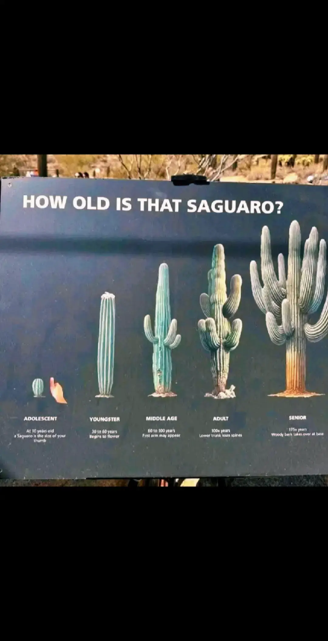 @cactifam