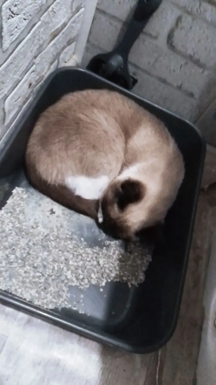 @сахар