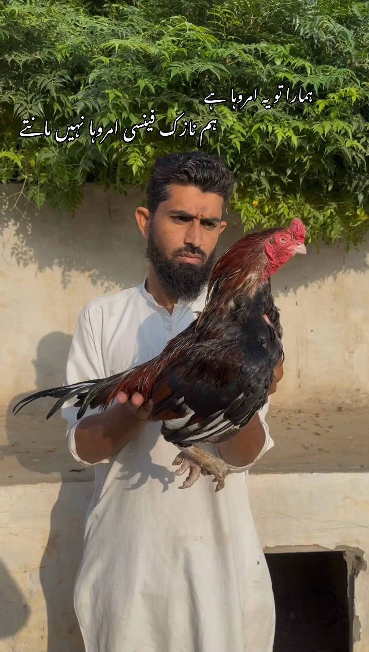 @Poultry Markaz