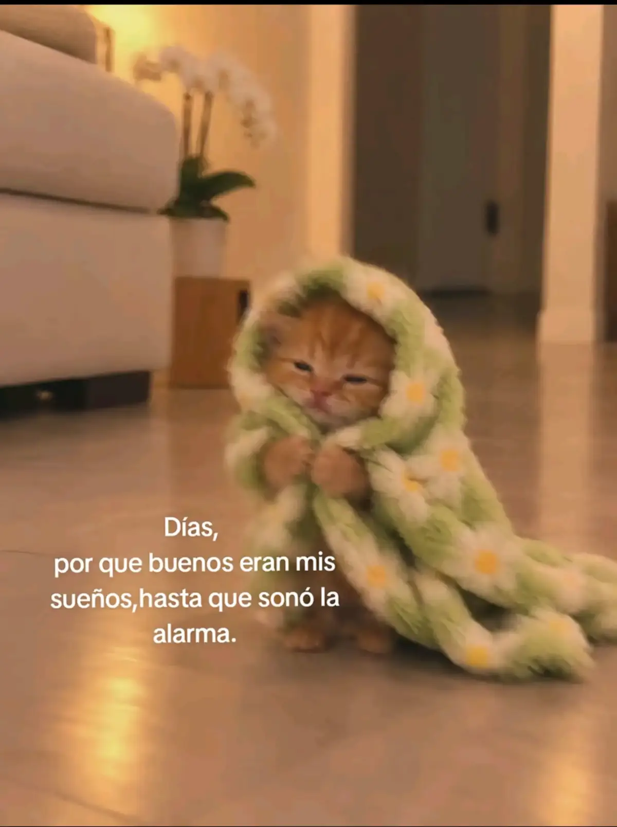 @S'Bell LM