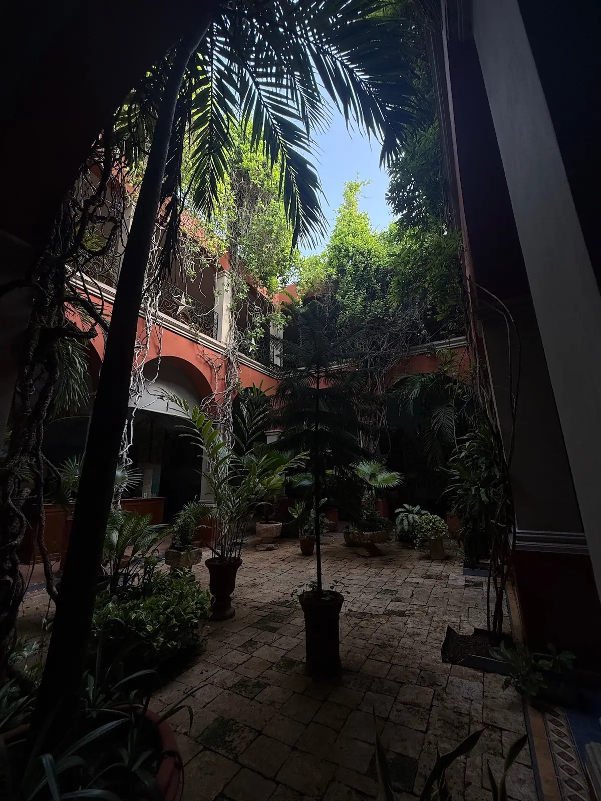 @maya