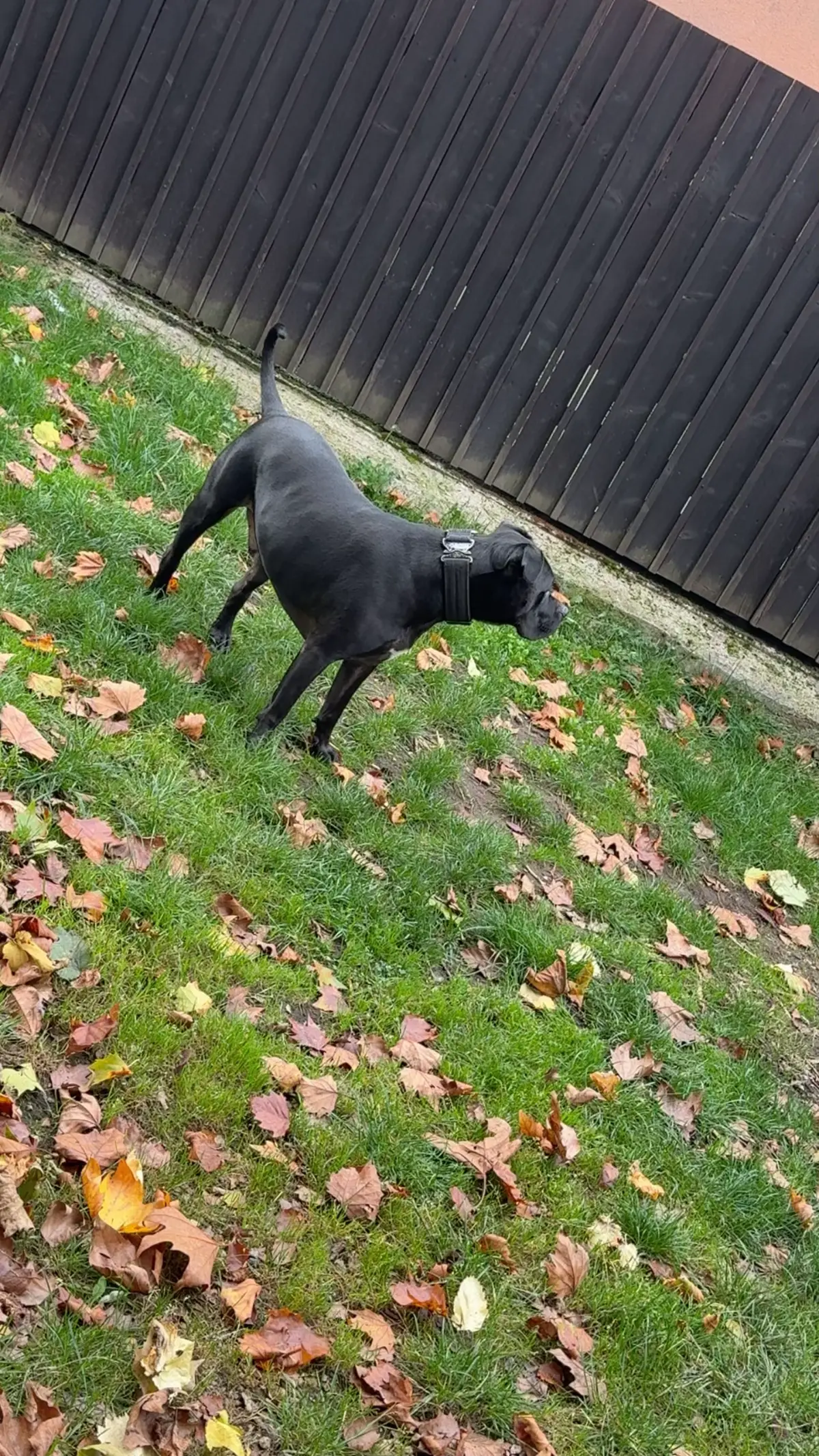 @AMSTAFF Mirco