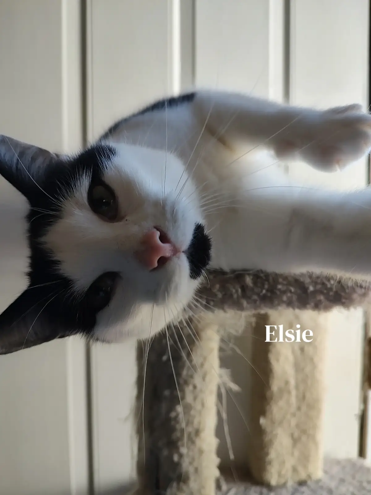 @Lisa C 🐱