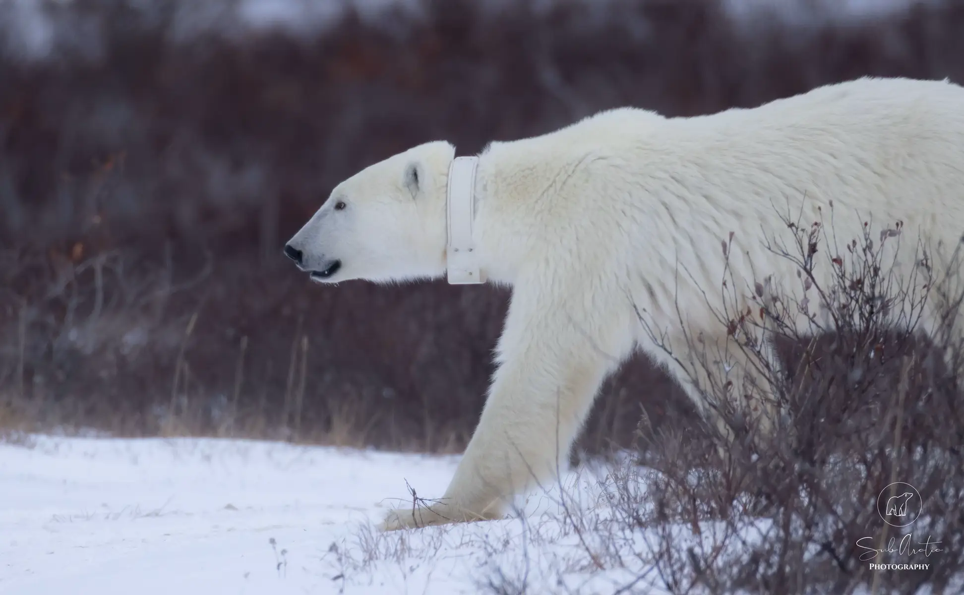 @leroypolarbear