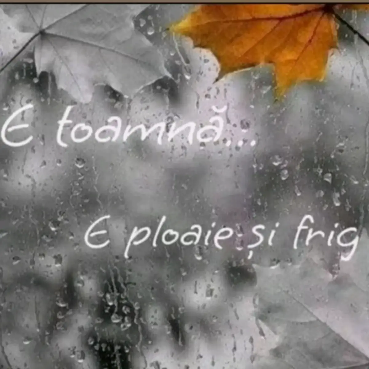 @Nina Toma