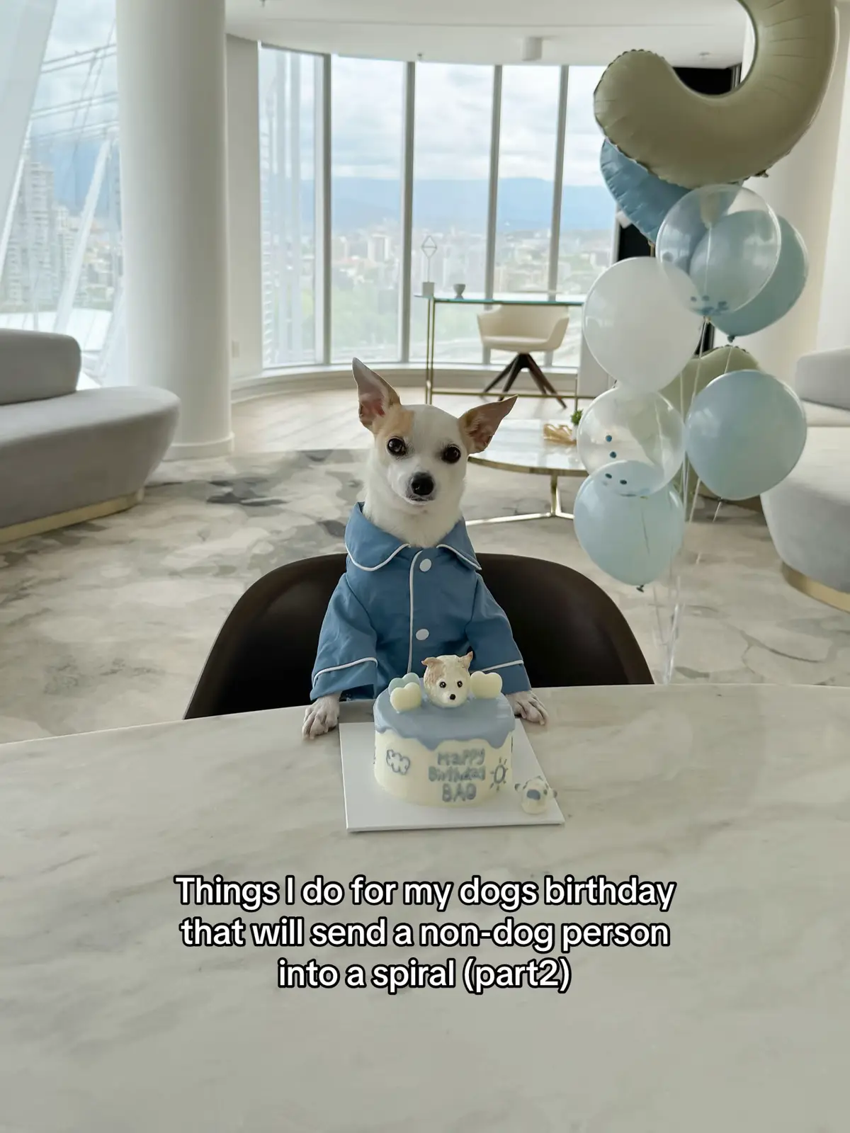 @Bao the Chihuahua