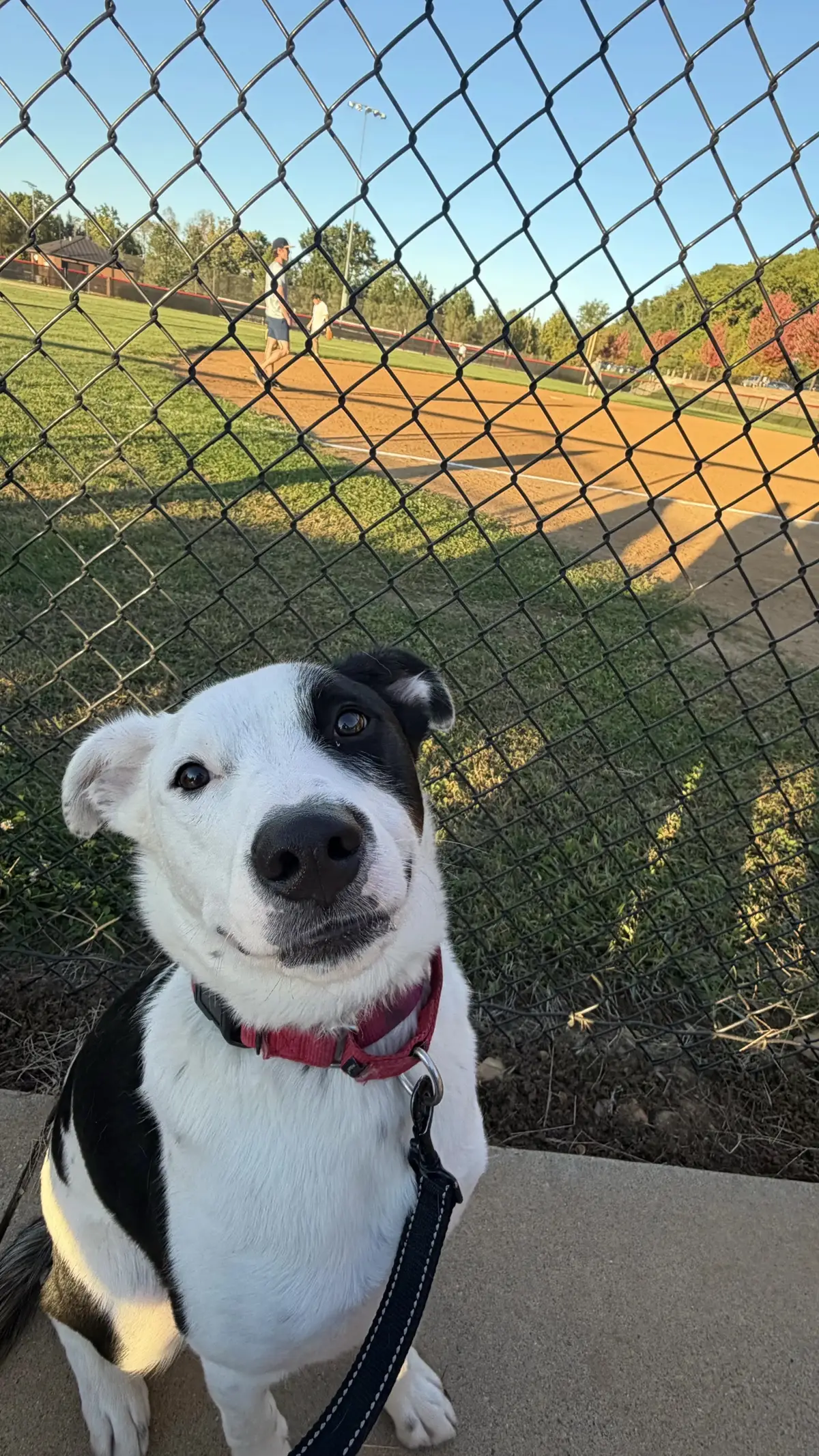 @Lynchburg Humane Society