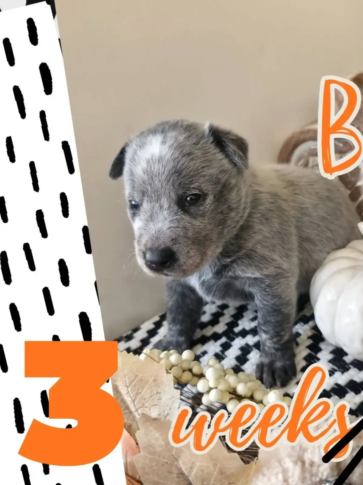 @HEELER GANG