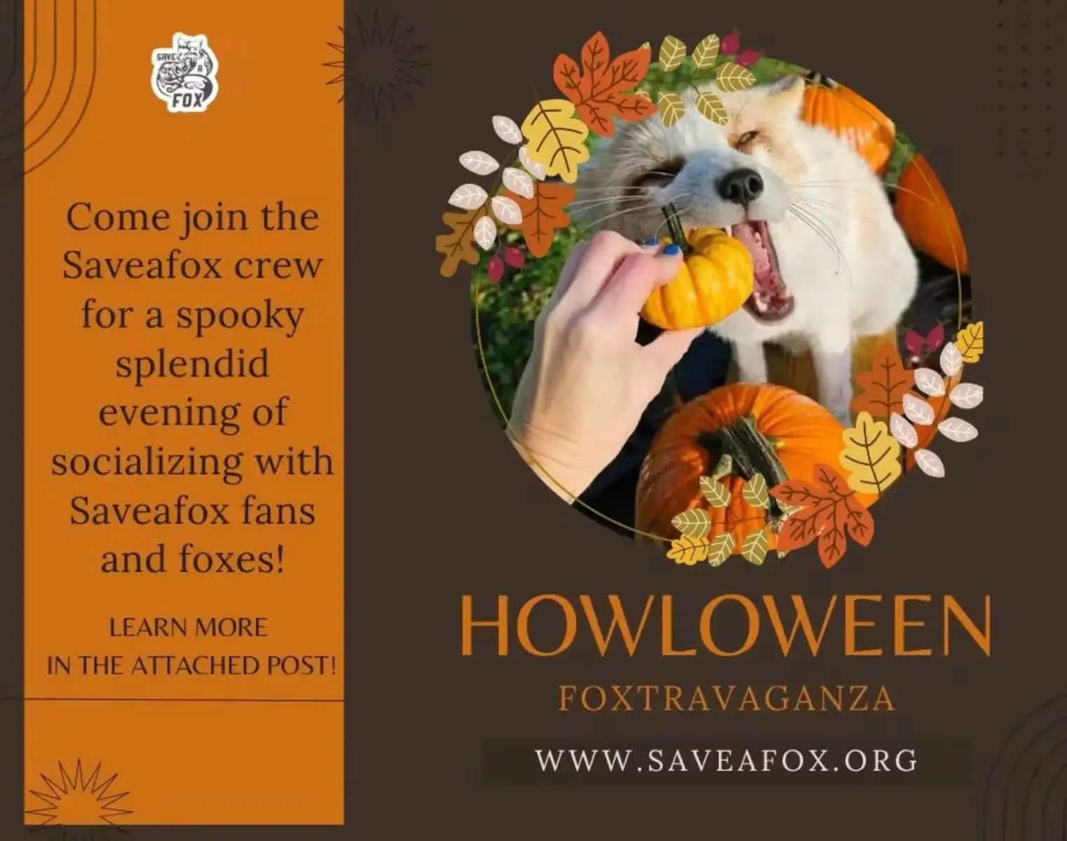 @saveafox
