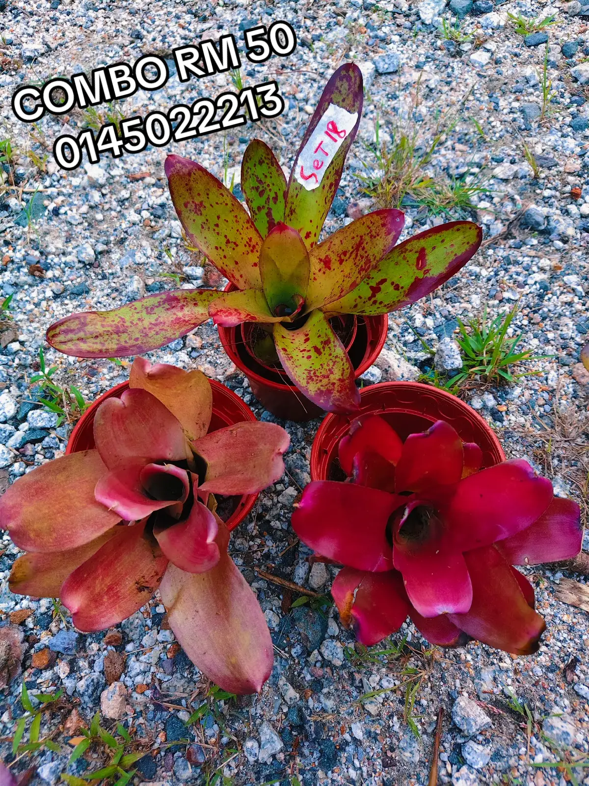 @MEKNA Garden