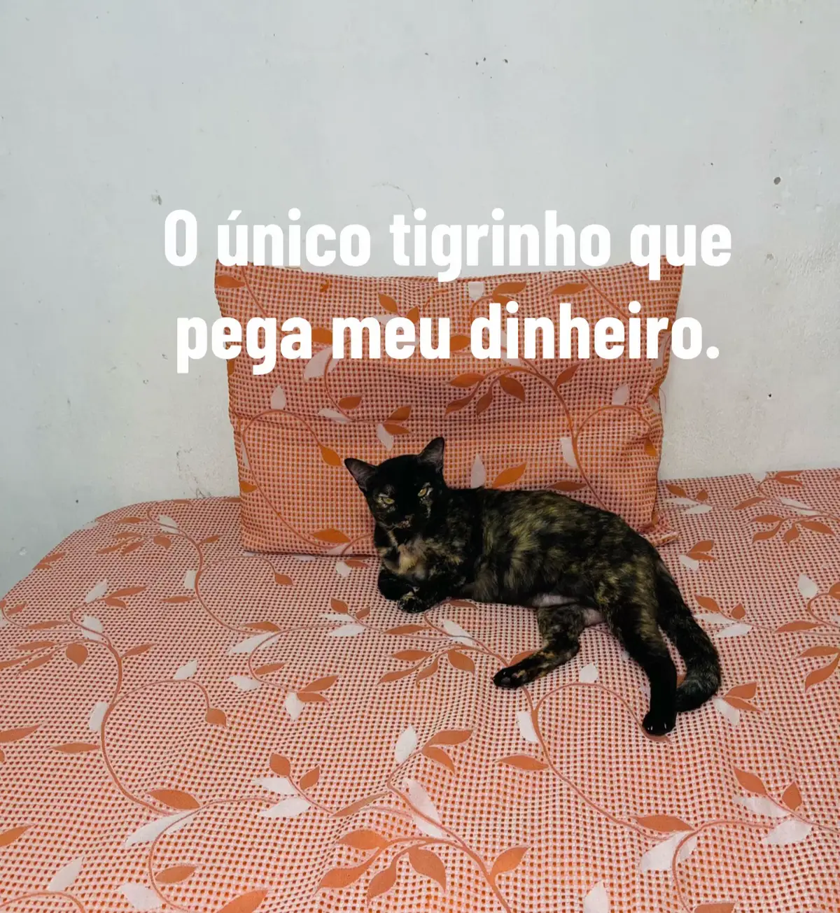@Tassynha Ribeiro