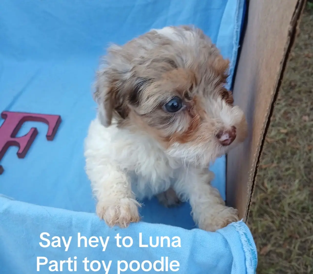 @Shortcake_kennel_2