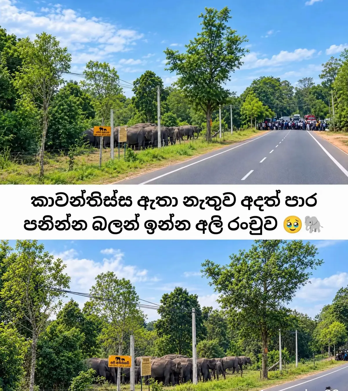 @Dimantha Kalawitigoda