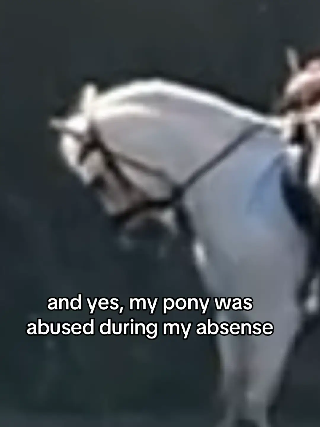 @SchimmelponyParadise