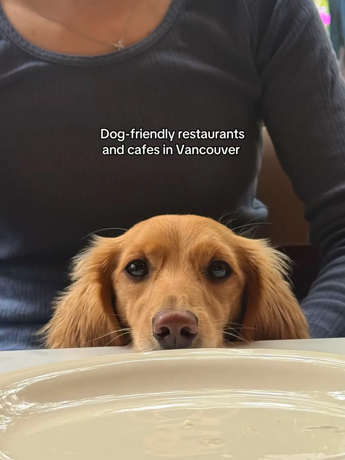 @cashewdachshund