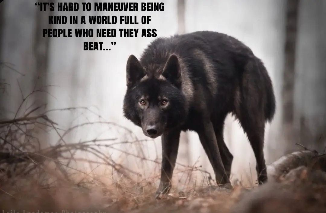 @🪬Conscious_LoneWolf🐺