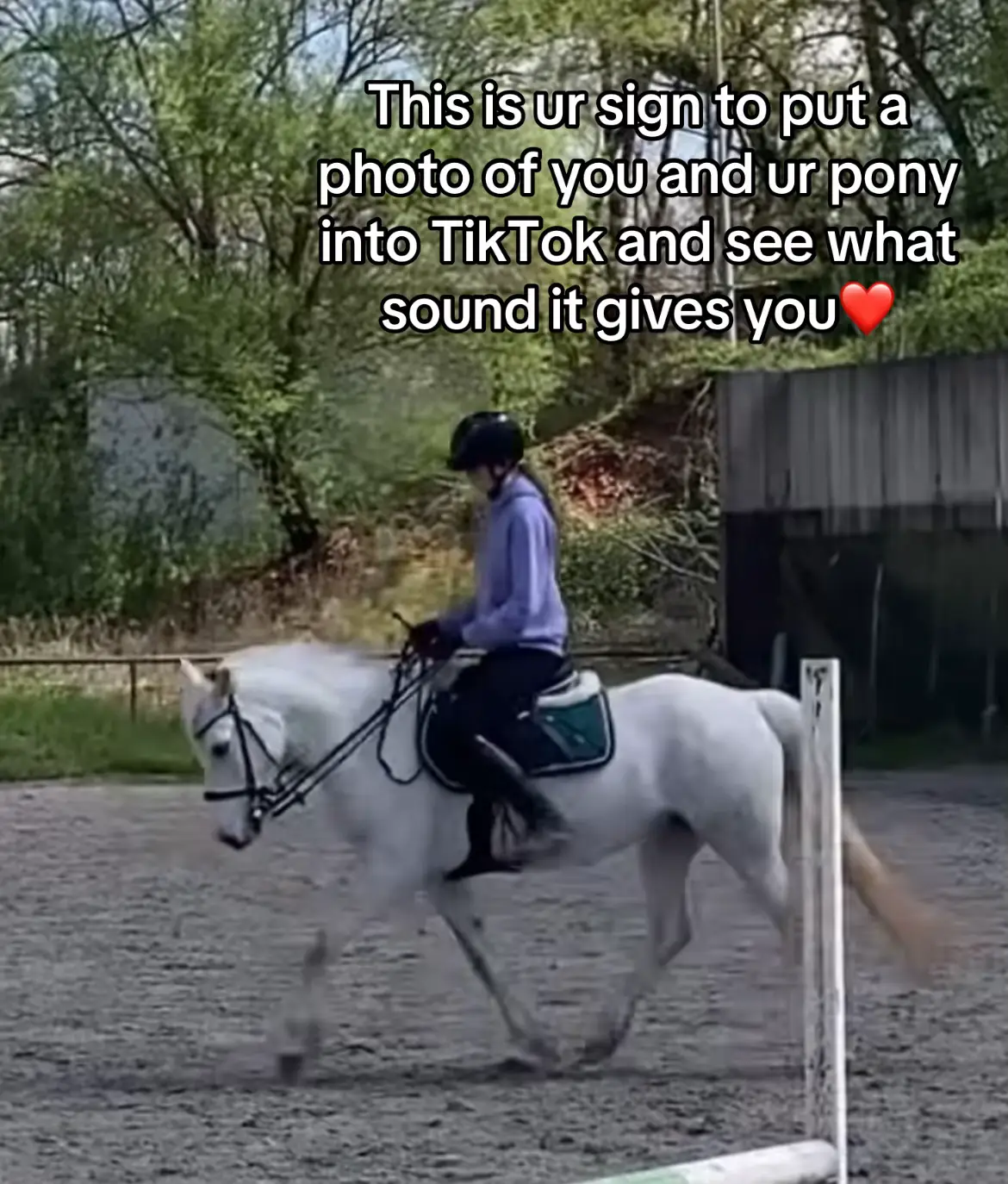 @SchimmelponyParadise