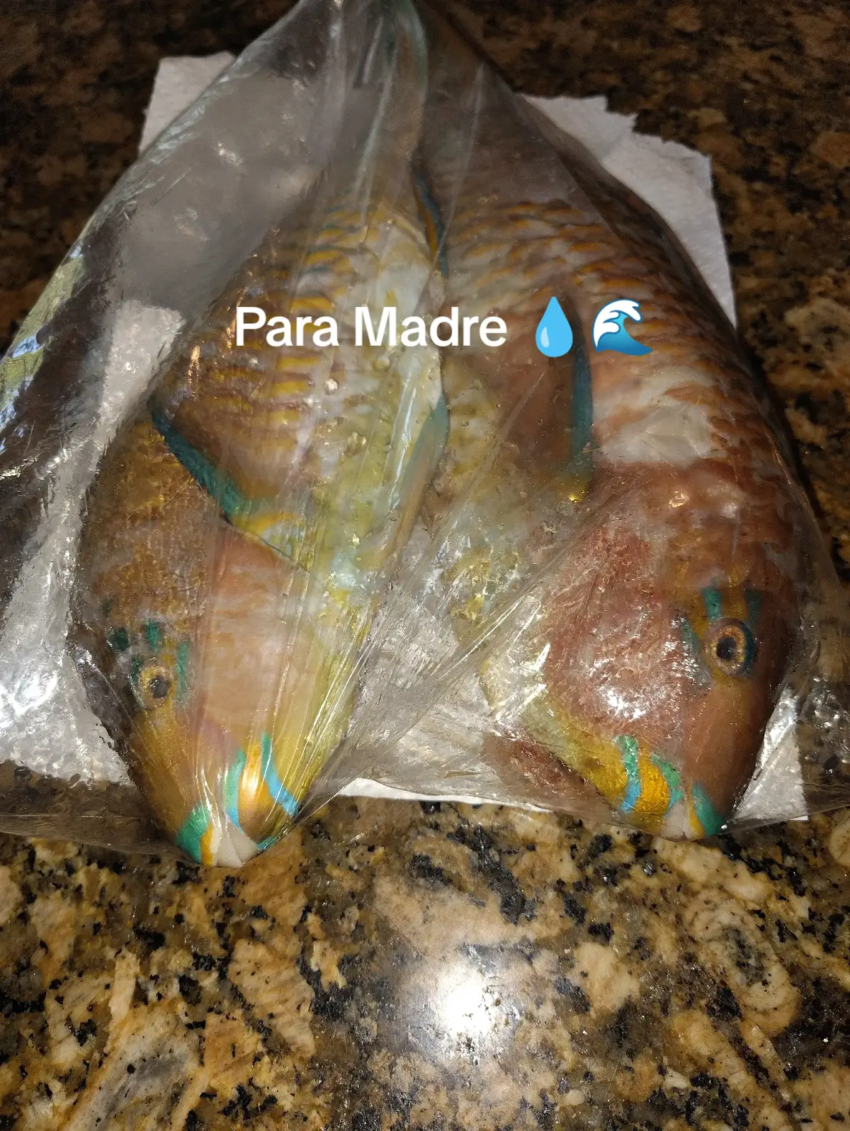 @SaguaLaGrandeTierradeCongo