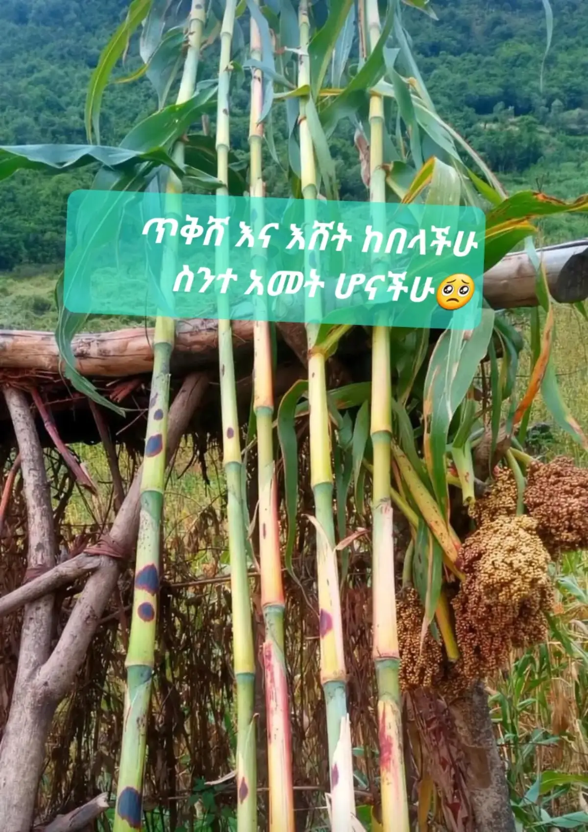 @🦋binet🦋mohammed🦋🇪🇹