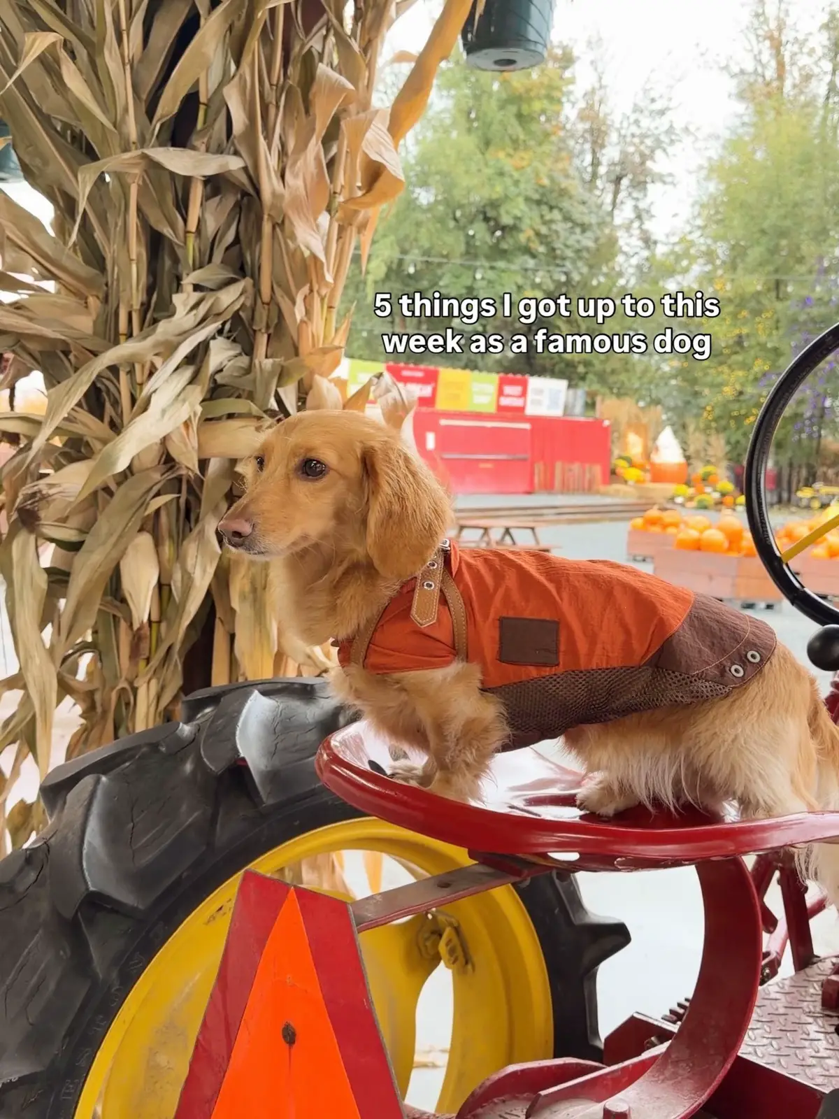 @cashewdachshund